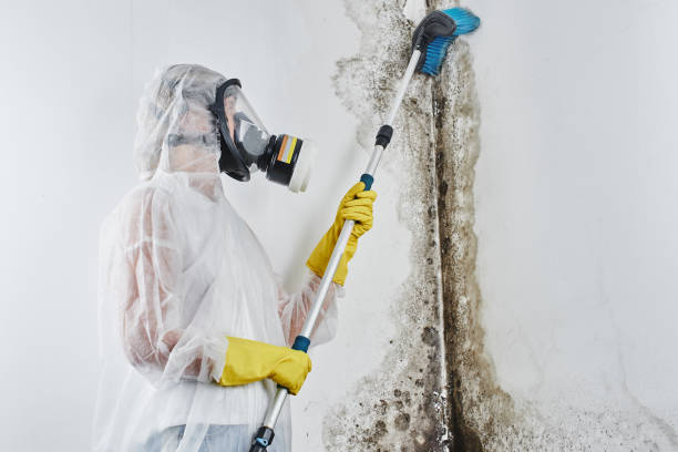 Best Localized Mold Remediation (e.g., coastal areas, humid climates) in Mount Pleasant, WI