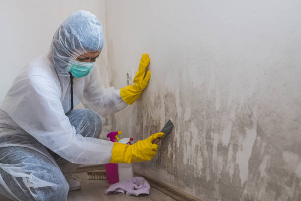 Trusted Mount Pleasant, WI Mold Remediation Experts