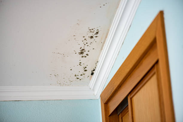 Best Mold Remediation for Schools in Mount Pleasant, WI