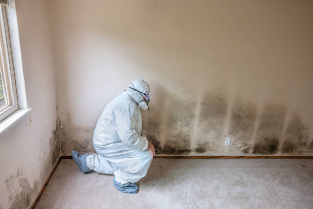 Best Post-Flood Mold Remediation in Mount Pleasant, WI