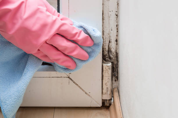 Best White Mold Remediation in Mount Pleasant, WI