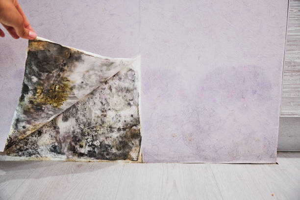 Best Basement Mold Remediation in Mount Pleasant, WI